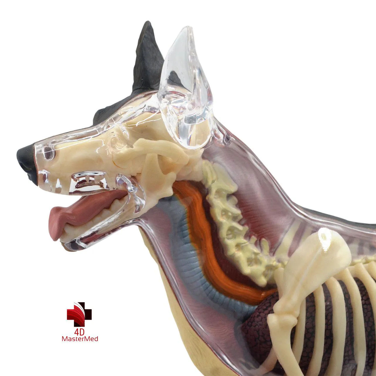 ANATOMIA DO CACHORRO 4D VISION DOG ANATOMY MODEL 4D MASTER